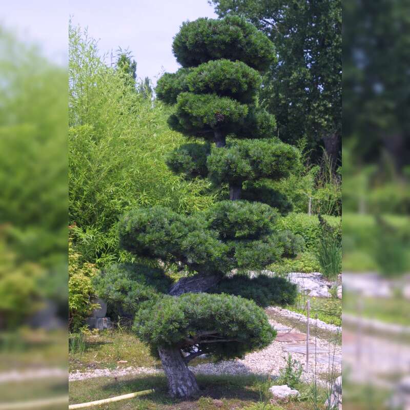 Mdchenkiefer - Pinus parviflora 'Glauca' - grau/silbrig