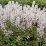 Tiarella 'Spring Symphony' - Schaumblüte