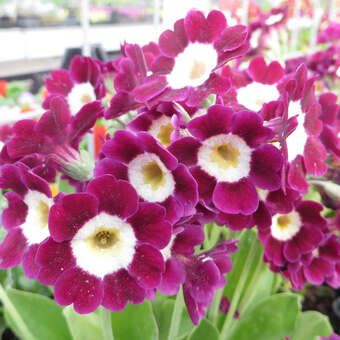 Primula auricula 'Ludwig'