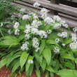 Allium ursinum: Bild 4/6