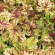 Heucherella 'Gold Zebra': Bild 1/3