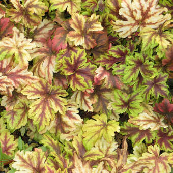 Heucherella 'Gold Zebra'