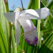 Bletilla striata 'Alba': Bild 2/2