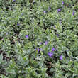 Vinca major 'Variegata': Bild 5/8