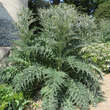 Cynara cardunculus: Bild 4/5