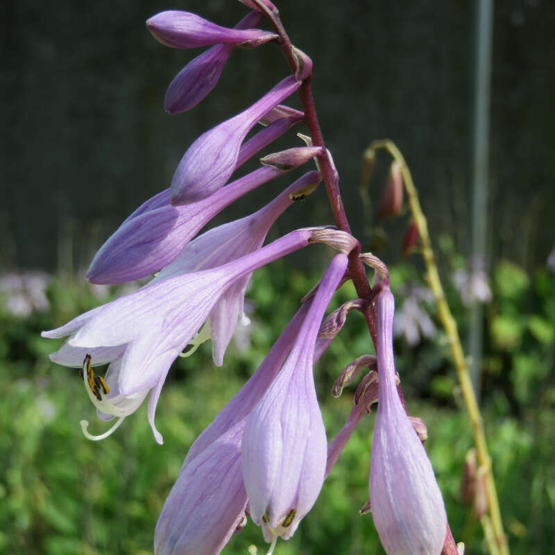 Funkie, Herzlilie Hosta 'Cherry Berry' lila