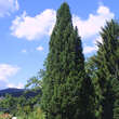 Picea abies 'Cupressina': Bild 1/2