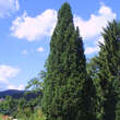 Picea abies 'Cupressina': Bild 1/2
