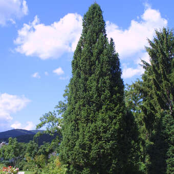 Säulenfichte - Picea abies 'Cupressina'