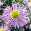 Aster ericoides 'Pink Star': Bild 5/9