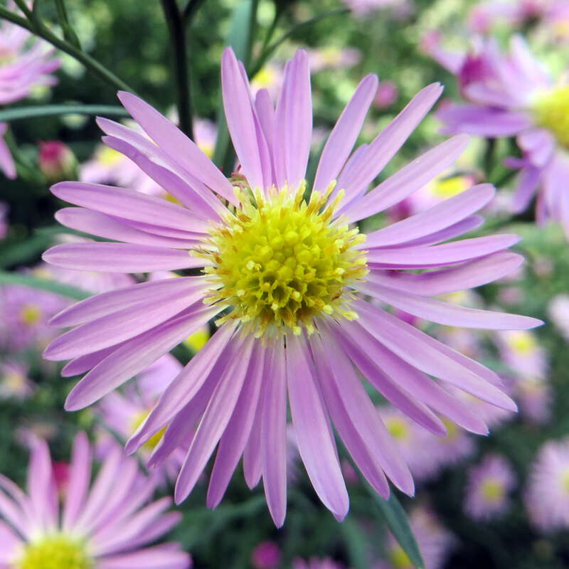 Aster - Aster ericoides &amp;#39;Pink Star&amp;#39; - rosa