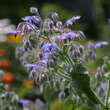 Borago officinalis: Bild 1/5