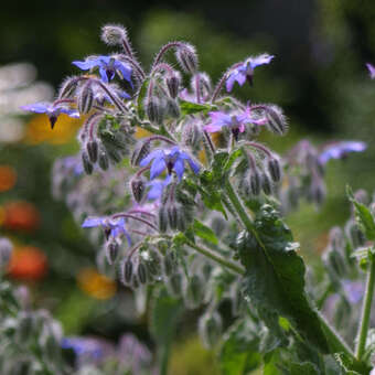 Borago officinalis