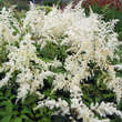 Astilbe arendsii 'Brautschleier': Bild 2/4