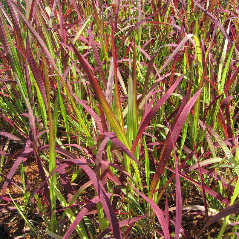 Kupferhirse, Japan-Blutgras - Imperata cylindrica 'Red Baron' - rot