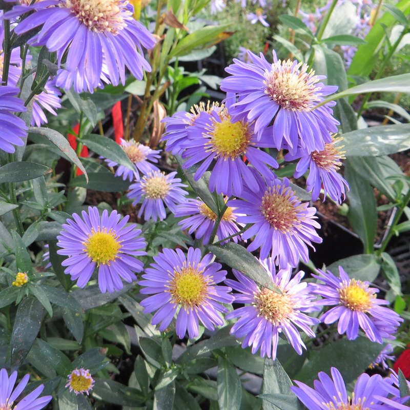 Glattblatt-Aster - Aster novi-belgii &amp;#39;Schöne v. Dietlikon&amp;#39; - violett