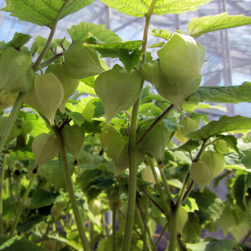 Andenbeere Nicht winterhart Physalis peruviana Andenbeere Nicht winterhart Physalis peruviana