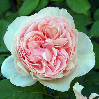 Rose 'Heritage'