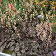Heuchera 'Silver Scrolls': Bild 1/4
