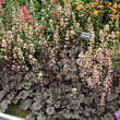 Heuchera 'Silver Scrolls': Bild 4/4
