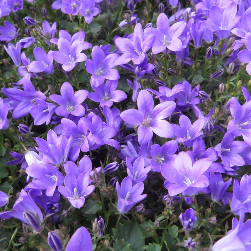 TeppichGlockenblume Campanula portenschlagiana blau