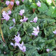 Cyclamen hederifolium: Bild 3/5