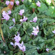 Cyclamen hederifolium: Bild 3/5