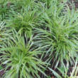 Carex morrowii 'Goldband': Bild 6/7