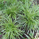 Carex morrowii 'Goldband' - Japansegge