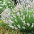 Lavandula angustifolia 'Melissa': Bild 1/5