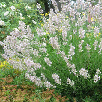 Lavandula angustifolia 'Melissa'