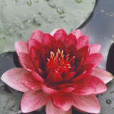 Nymphaea 'James Brydon' - Seerose