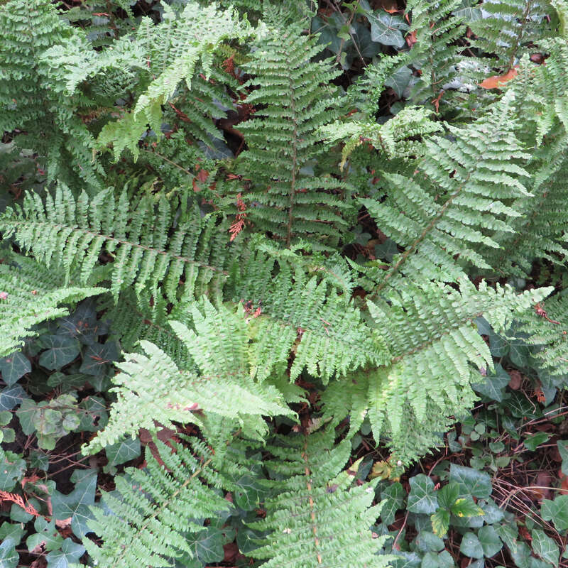 Krauser Wurmfarn - Dryopteris filix-mas 'Crispa' - grn