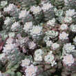 Sedum spathulifolium 'Cape Blanco': Bild 3/3