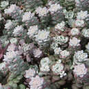 Sedum spathulifolium 'Cape Blanco' - Mauerpfeffer, Fetthenne