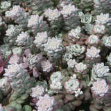 Sedum spathulifolium 'Cape Blanco' - Mauerpfeffer, Fetthenne