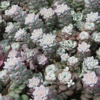 Sedum spathulifolium 'Cape Blanco'
