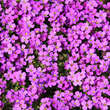 Aubrieta 'Hamburger Stadtpark': Bild 4/4