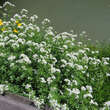 Nasturtium officinale: Bild 1/1