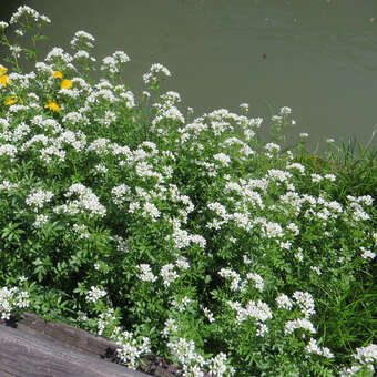 Nasturtium officinale