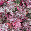 Heuchera 'Can Can': Bild 4/5