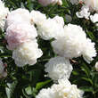 Paeonia lactiflora 'Shirley Temple': Bild 2/2