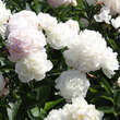 Paeonia lactifl. 'Shirley Temple': Bild 2/2