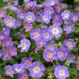 Geranium 'Rozanne' - Storchschnabel