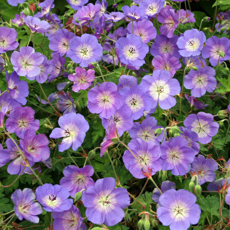 Storchschnabel Geranium 'Rozanne' blau