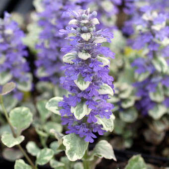 Ajuga reptans 'Rainbow'