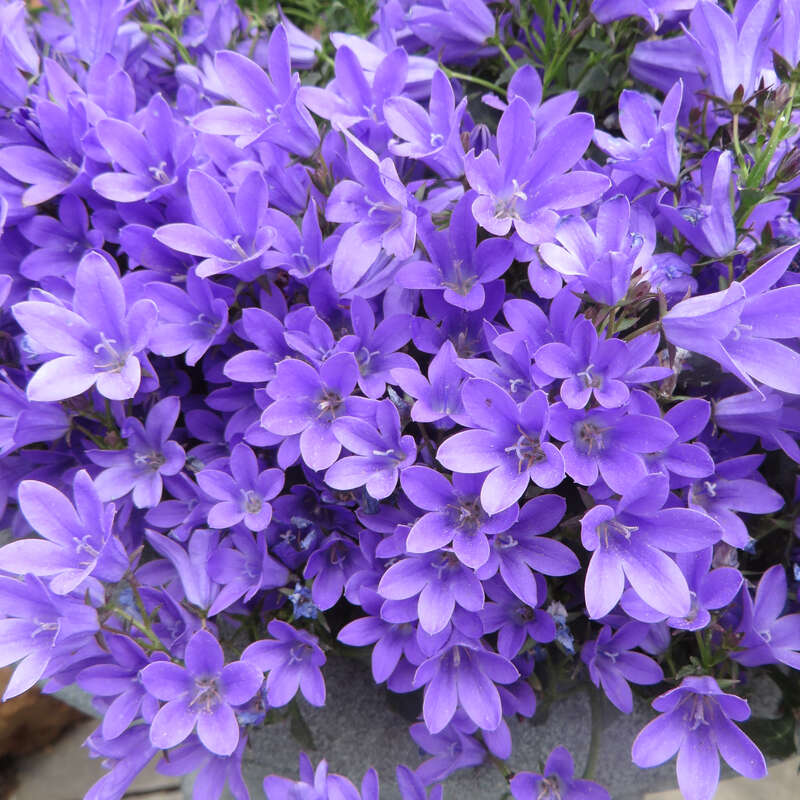 TeppichGlockenblume Campanula portenschlagiana blau