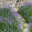 Lavandula angustifolia: Bild 4/7