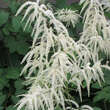 Aruncus dioicus: Bild 2/5