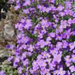 Aubrieta 'Hamburger Stadtpark': Bild 2/6